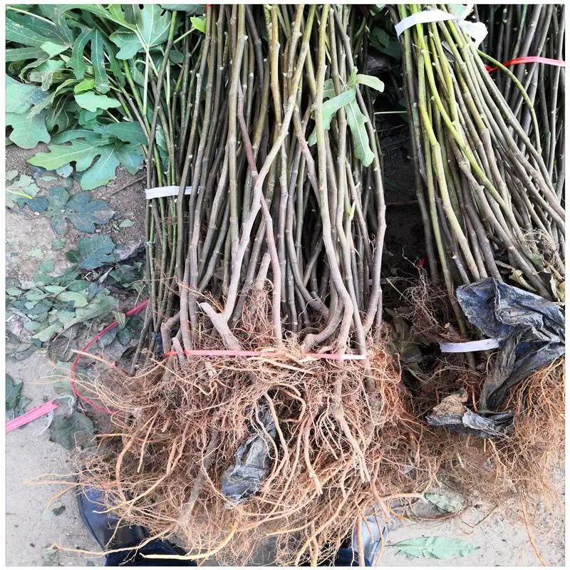 湖北一年生无花果果苗 波姬红无花果树苗 保湿邮寄无花果树苗