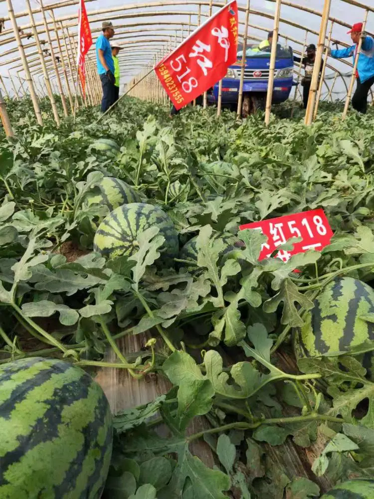 大果型甜王西瓜品种 甜王西瓜种子双红518 ***甜王品种