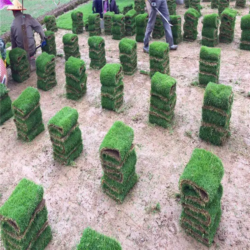 卷草***格 马尼拉草皮湖南怀化