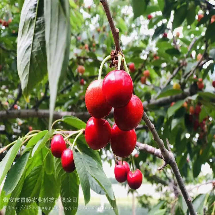 乌皮樱桃苗 青藤农业 齐早樱桃苗 基地供应