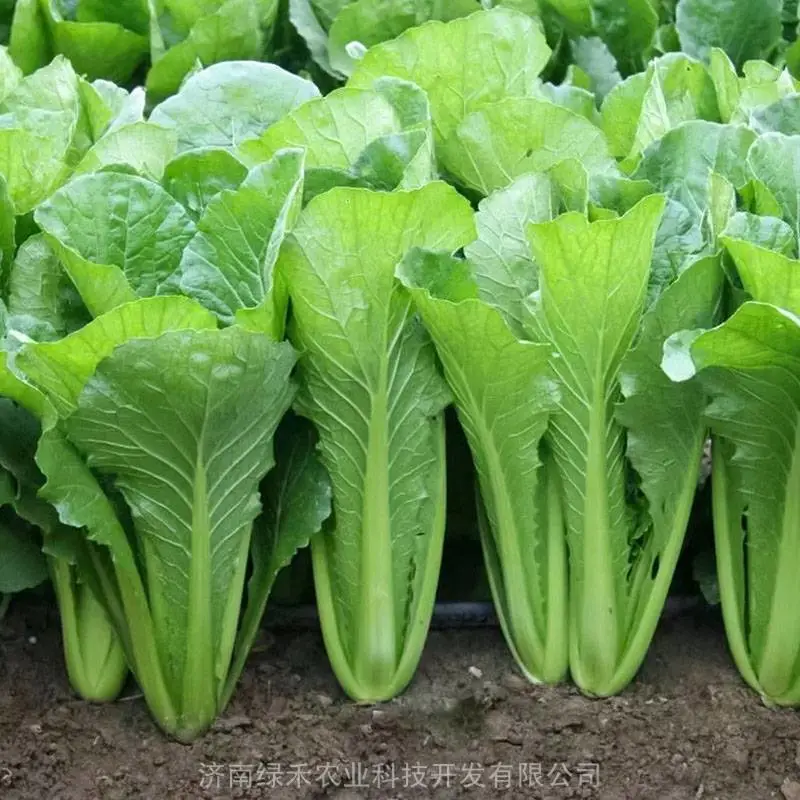 青梗小白菜种子四季播农家蔬菜种籽小青菜种子阳台盆栽速生青菜
