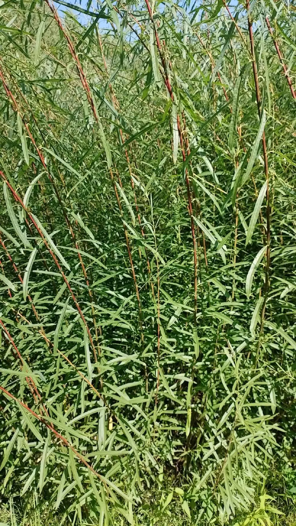 旱柳批发市政园林景观绿化种植根茎健壮规格全