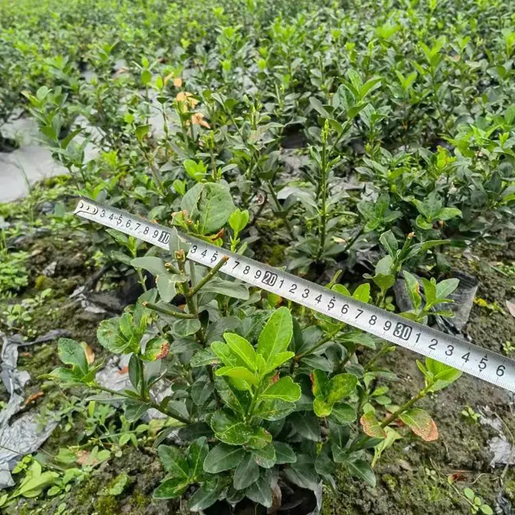小叶黄杨批发 片植效果突出 一站式采购 老旧小区景观提升 街道改造绿化
