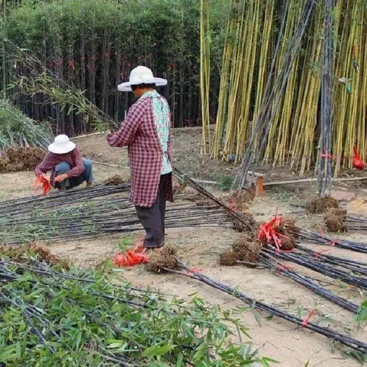 竹苗 种植竹子苗 竹子 青竹紫竹刚竹金镶玉康昱园林