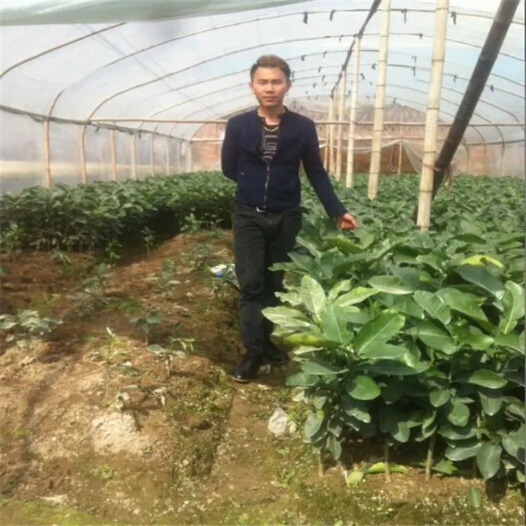 吉安5 6 7公分红皮红肉柚子苗欢迎来电