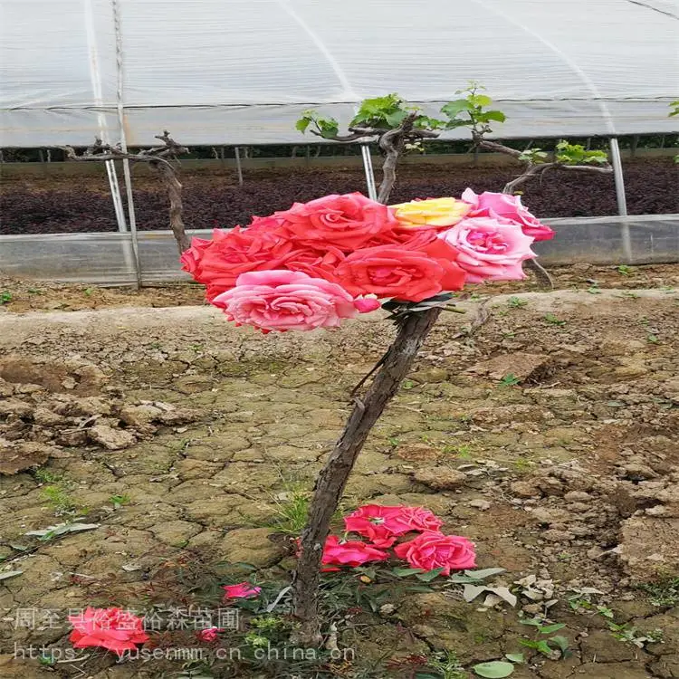 关中西安本地苗圃 园林观花植物 营养杯月季苗 本地花木小苗