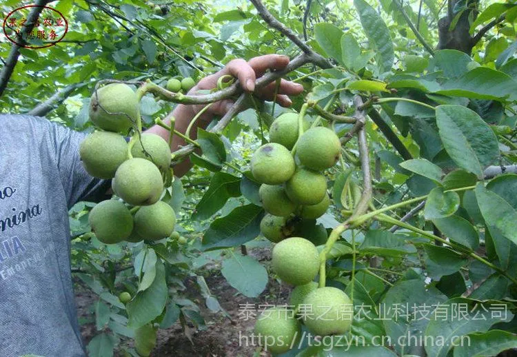 香玲核桃苗多少钱一棵