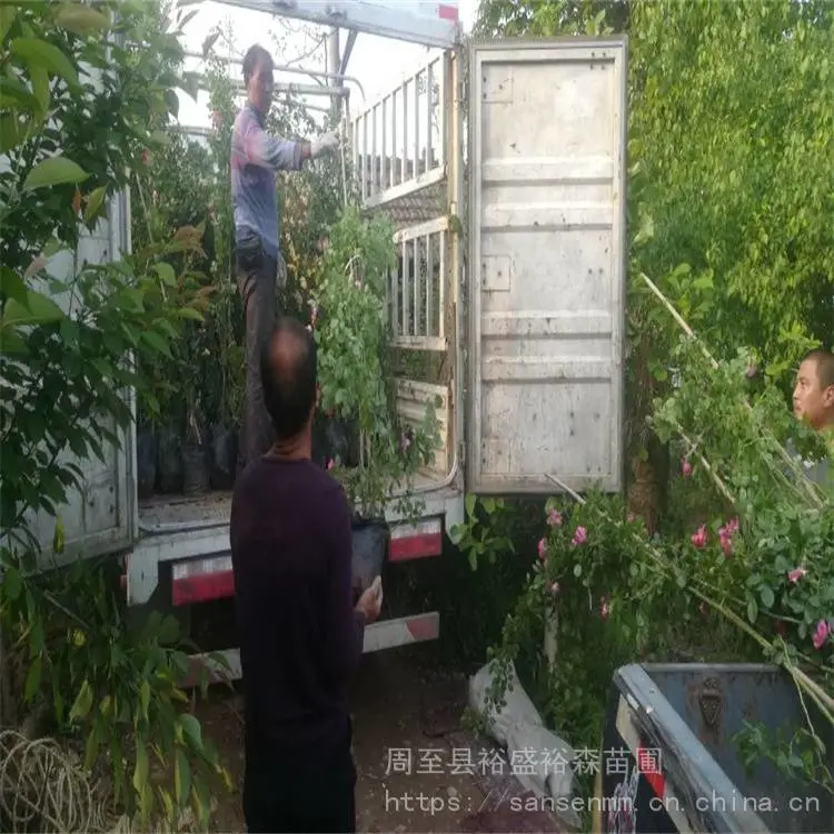 杨凌苗圃五彩月季爬藤苗-花墙围栏-藤本彩虹月季小苗