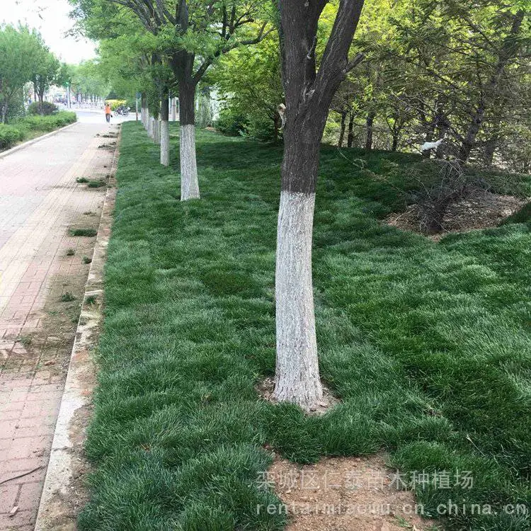 出售波斯菊种子 木茼蒿 观赏花种 白三叶 草皮 剪秋萝花籽