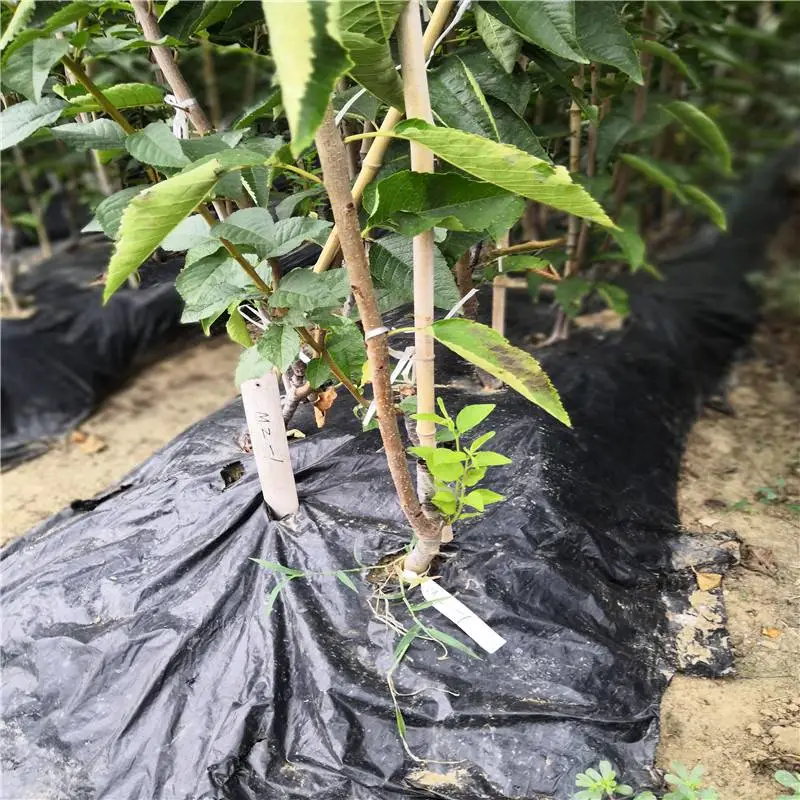 天津俄罗斯八号樱桃苗量大优惠俄罗斯八号樱桃苗送管理技术