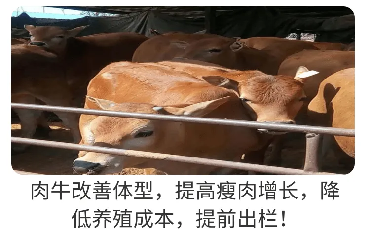 饲美佳 架子牛催肥剂 羊用催肥促长添加剂 改善体型多长瘦肉