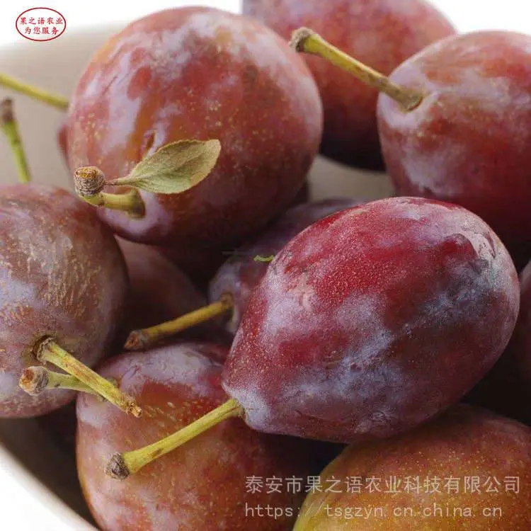 蜂糖李树苗、蜂糖李树苗***的育苗技术