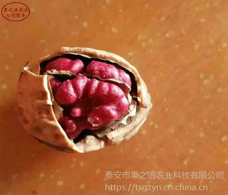 晋香核桃树苗哪里有卖