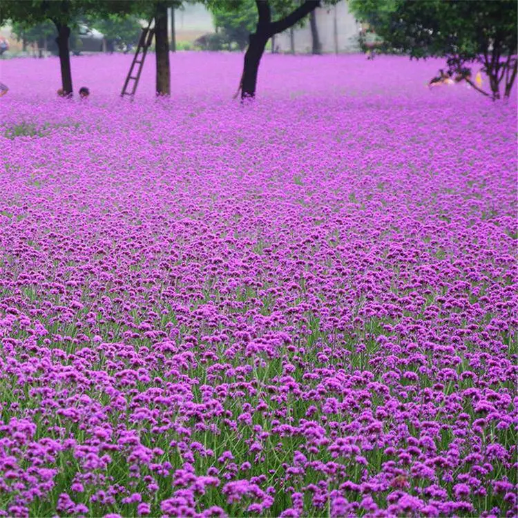 柳叶马鞭草 杯苗基地 时令草花 宿根容器苗 地被花卉种植 马鞭草批发