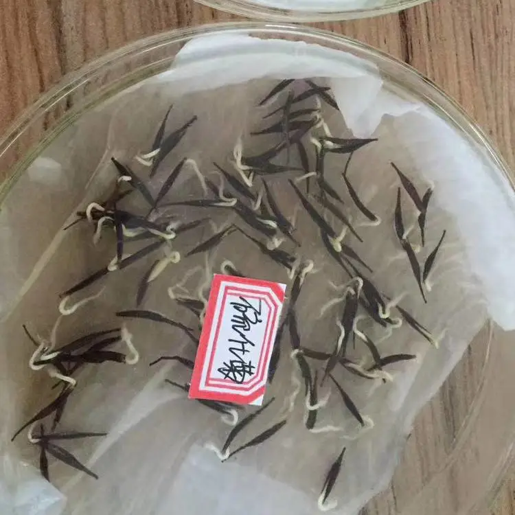 小灌木刺槐花环菊种子茼蒿菊花籽黄山栾朴树小叶