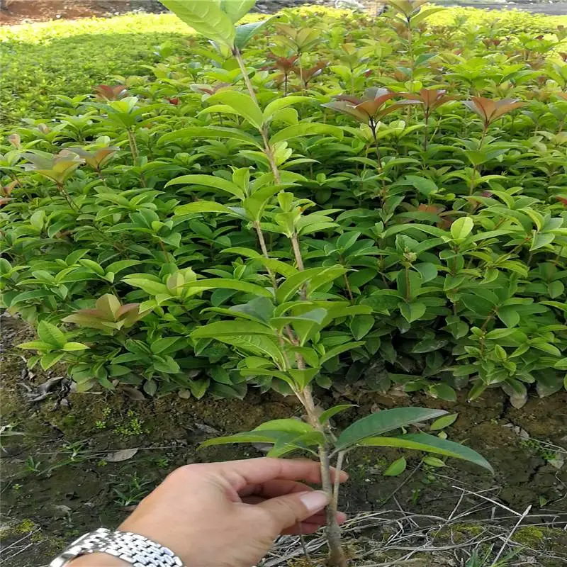 重庆江北杜鹃小苗一株的价格诚意配合