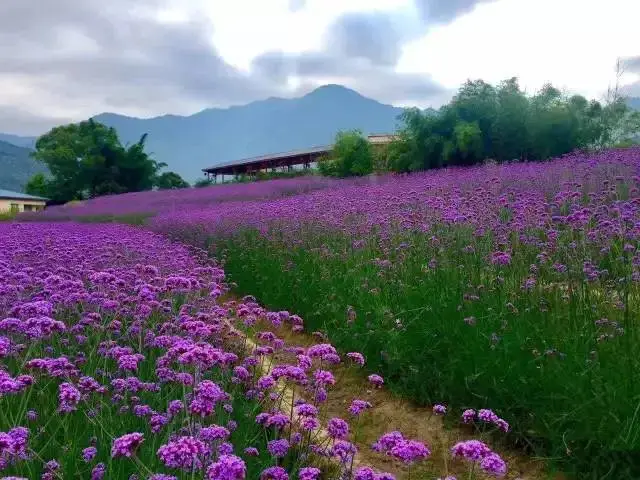 柳叶马鞭草 基地栽植 园林绿化种植苗 花坛花镜观赏栽植 洪坤花海栽植