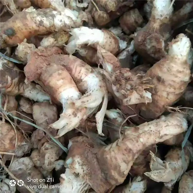 勇泰中药材 玄参种植技术亩产斤 产地供应玄参苗
