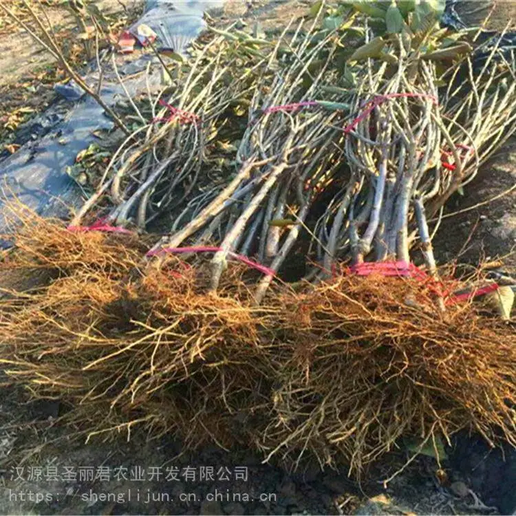 红灯大樱桃矮化樱桃苗樱桃苗价格 圣丽君