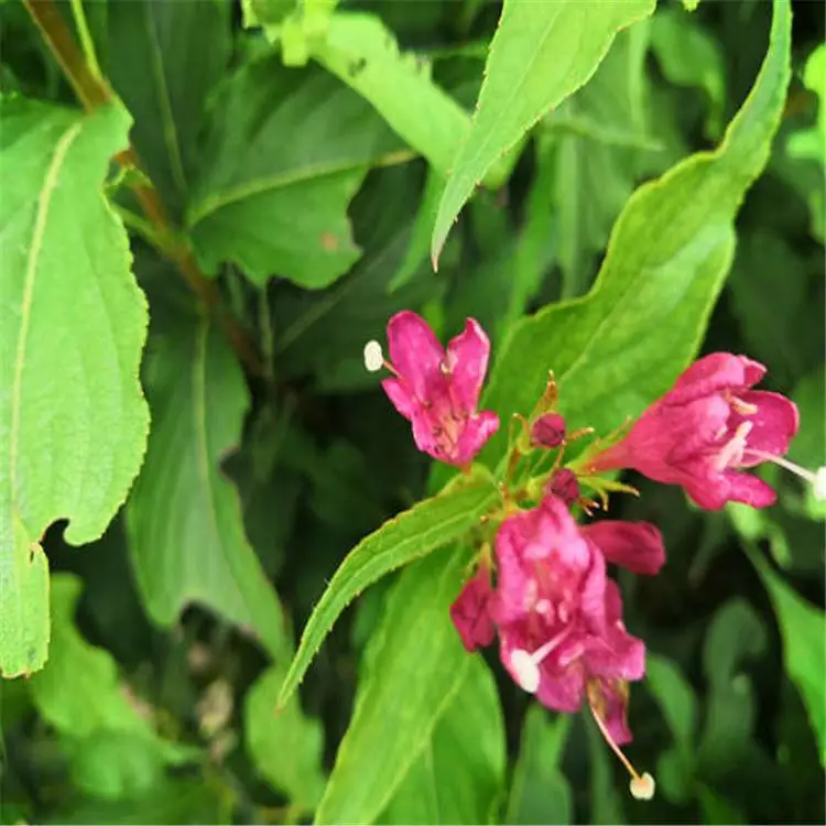 乾海苗圃出售绣线菊小苗 丁香球 40厘米水腊苗 红王子锦带