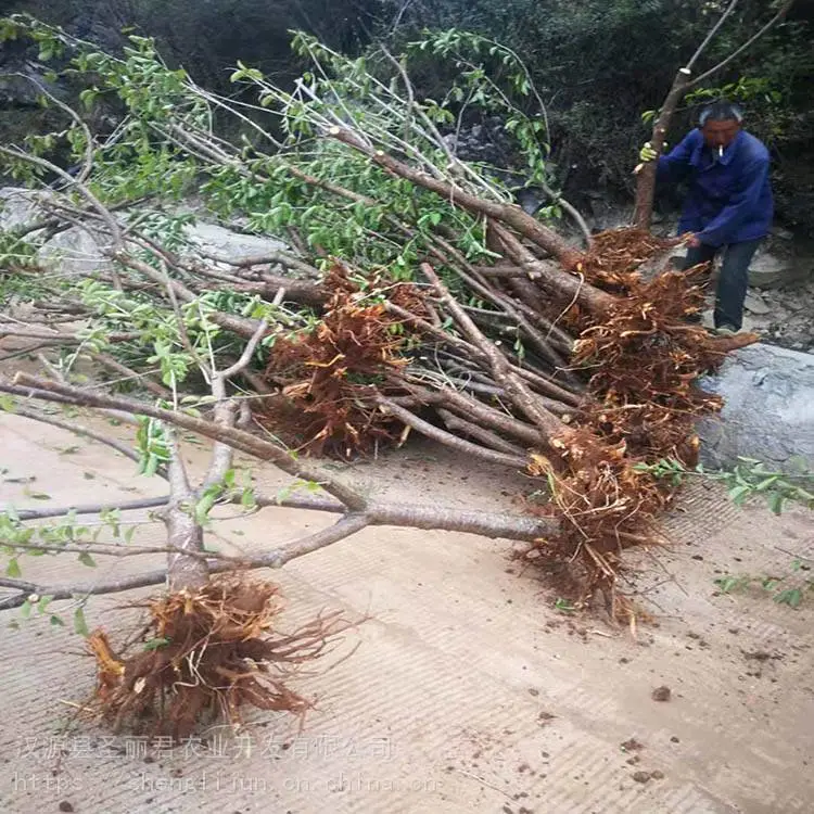 红灯大樱桃矮化樱桃苗樱桃苗价格 圣丽君