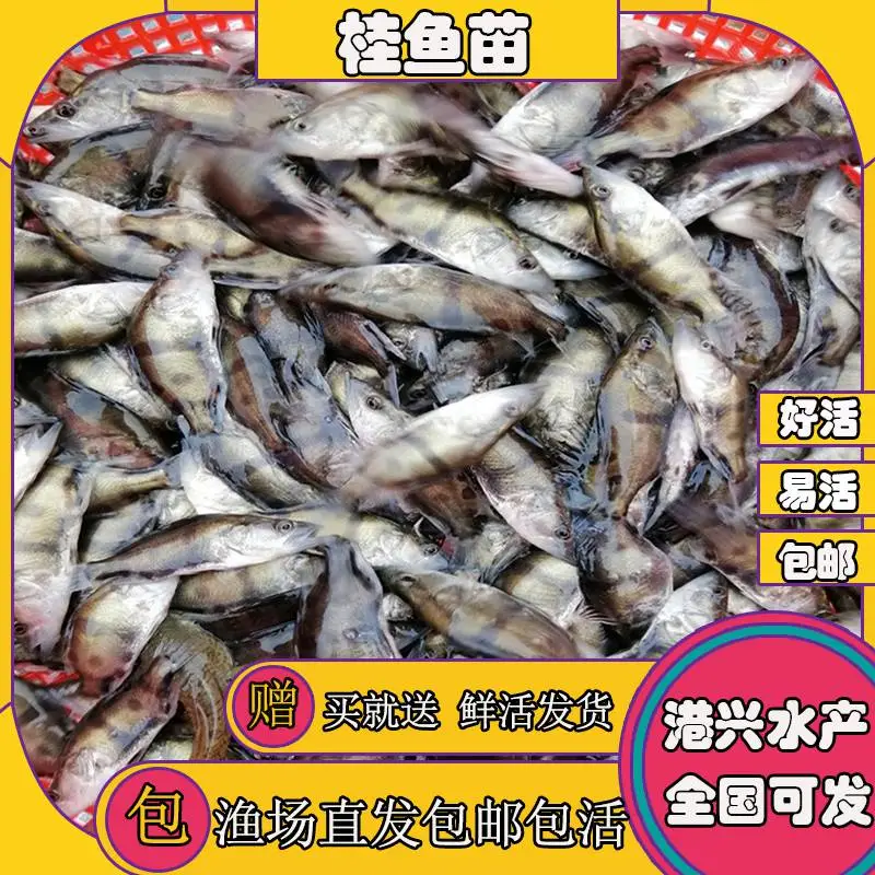 青岛桂花鱼鱼苗养殖销路广 桂花鱼苗产地供应_广东总场提供