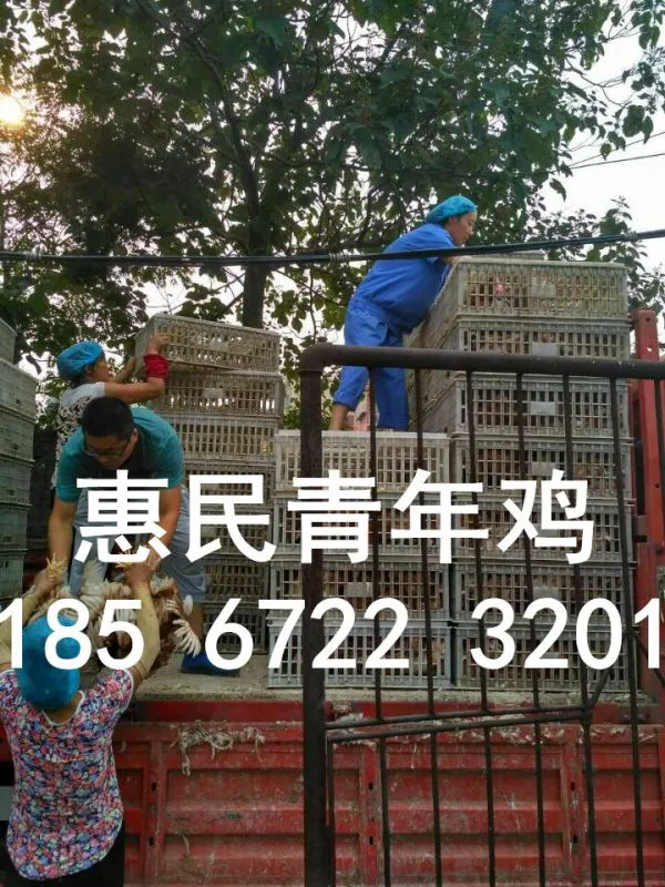 青年蛋鸡价格查询
