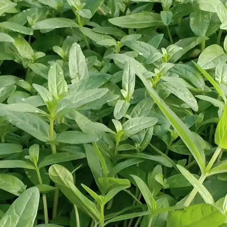 基地出售千屈菜 绿化用时令草花 千屈菜小苗
