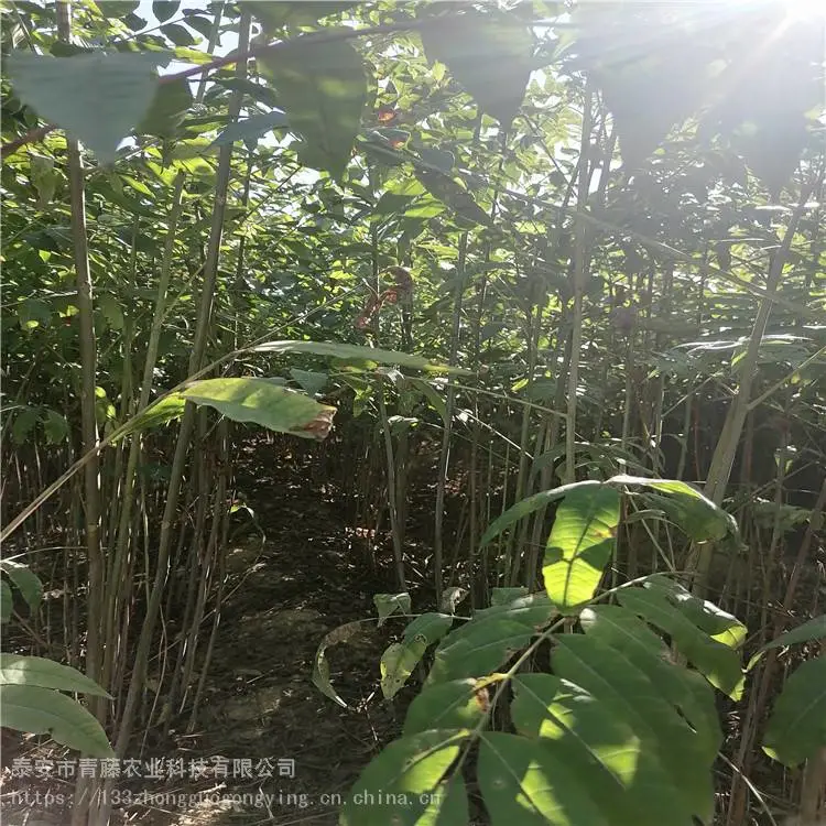 露天香椿树苗 青藤农业 新品种香椿苗 基地出售