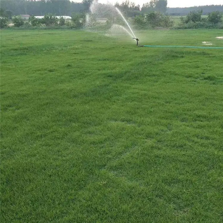 草坪基地 厂家***成活*** 基地自产 现场打号 包成活，包运输