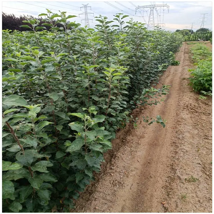 东营苹果树苗基地 中秋王苹果苗 一年苹果苗量大供应