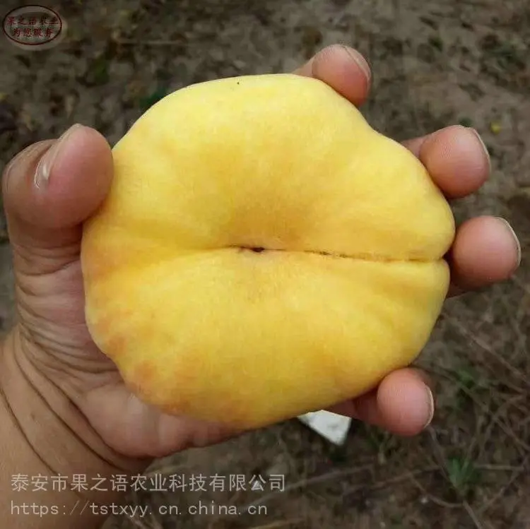 桃树苗批发、秋彤桃苗、中油金红桃苗种植技术