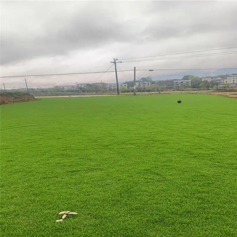 结缕草价格 品质***绿化草坪卷