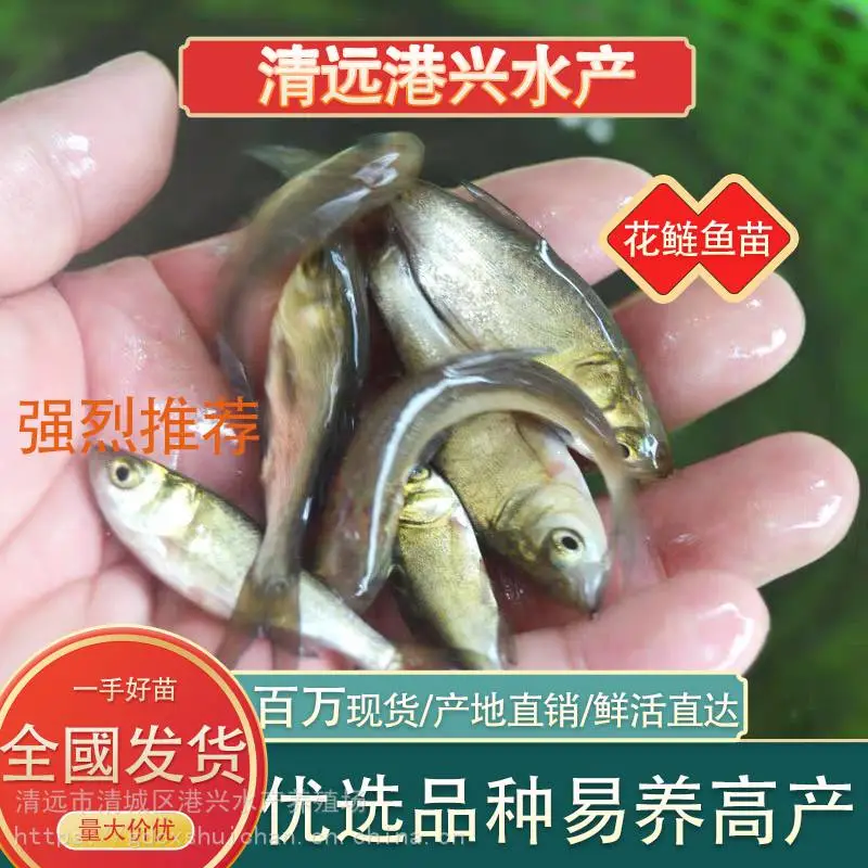 广东清远鱼苗大头鱼苗白鲢鱼苗***格