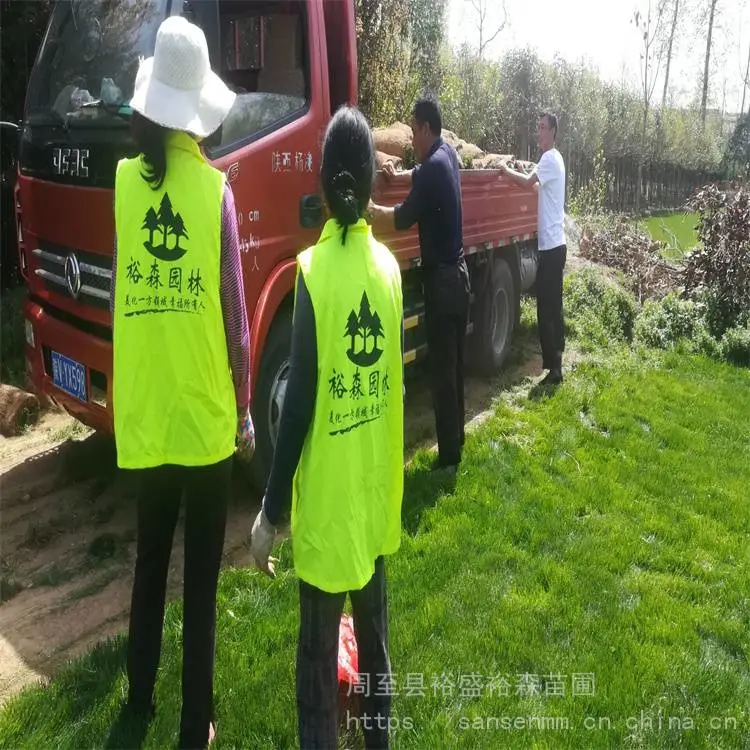 杨凌苗圃绿化草坪草籽-退耕还林土地复绿 绿化草坪草籽苗木价格