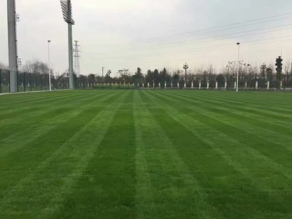 陕西苗木批发-混播草坪高羊矛-麦冬草图片