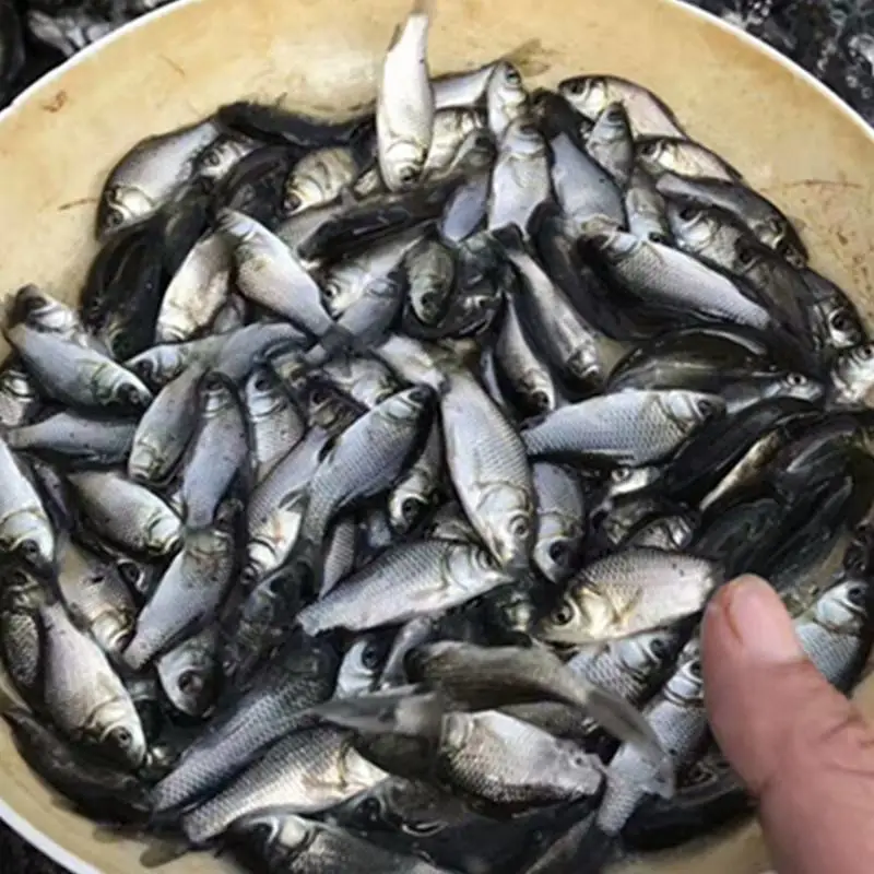 芦淞 北湖 东城鲫鱼,中科三号鲫鱼苗,白鲫鱼苗价格