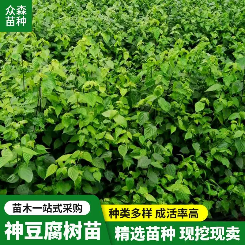 根系完整发达 苗株健壮神豆腐树苗 嫩枝扦插繁殖
