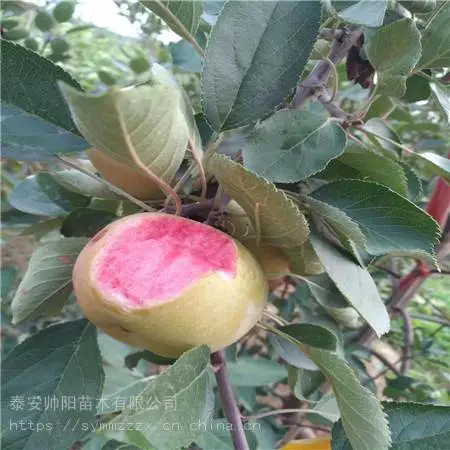 柱状苹果树苗销售情况 帅阳苗木 推荐基地 苹果苗大型苗木公司