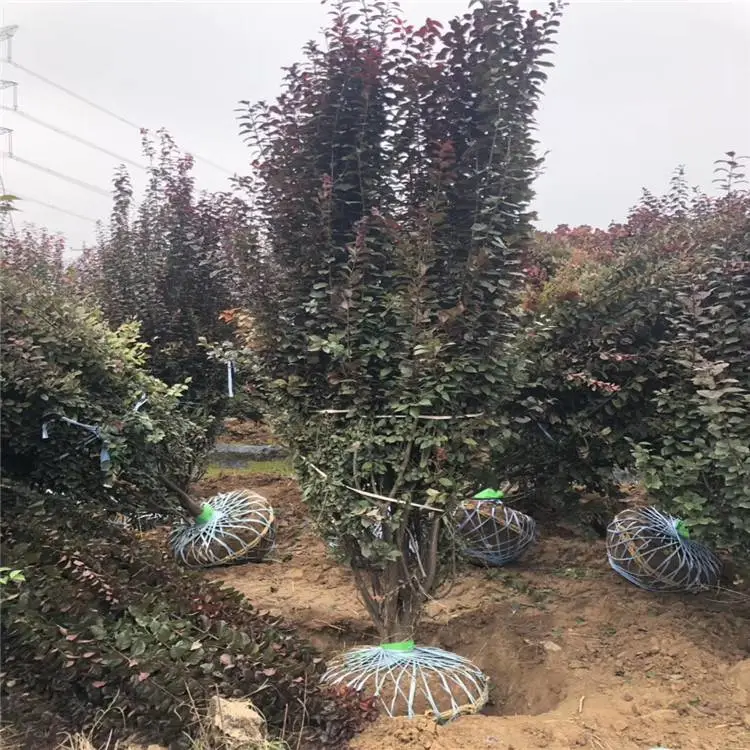 陕西红叶李-低分支红叶李-绿化苗木基地