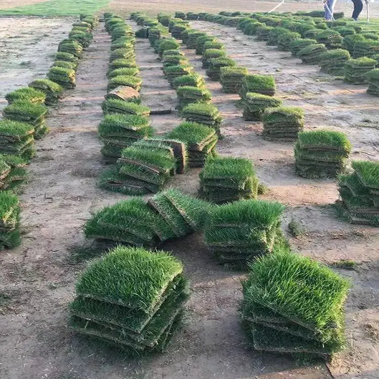 波斯菊种子 黑心金光菊 道路绿化 ***草坪 紫松果菊花籽