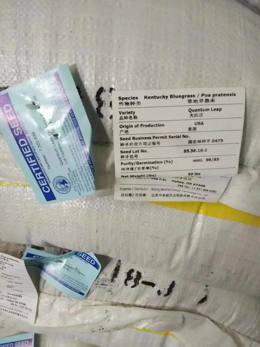山东东营本地出售枫香种子 白茅草籽 藿香普通花种籽
