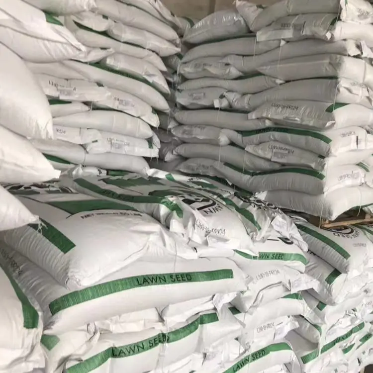 白标高羊茅草坪种子金盏菊矮杆混色黄色花籽适合12月播种
