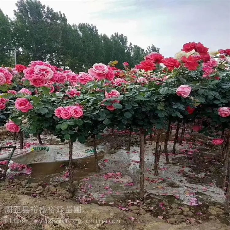 关中西安本地苗圃 园林观花植物 营养杯月季苗 本地花木小苗