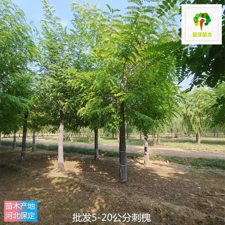 金泽苗圃场-庭荫绿化-洋槐树-欢迎采购-供货速度快