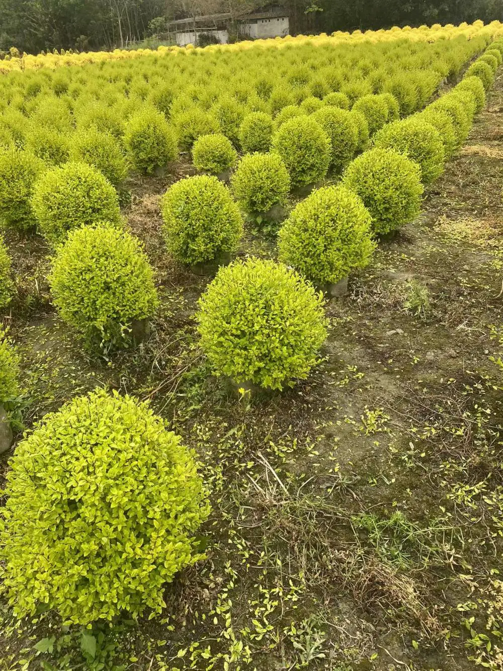 亮晶女贞工程苗大小杯苗以及袋苗的球形宝塔形几万个