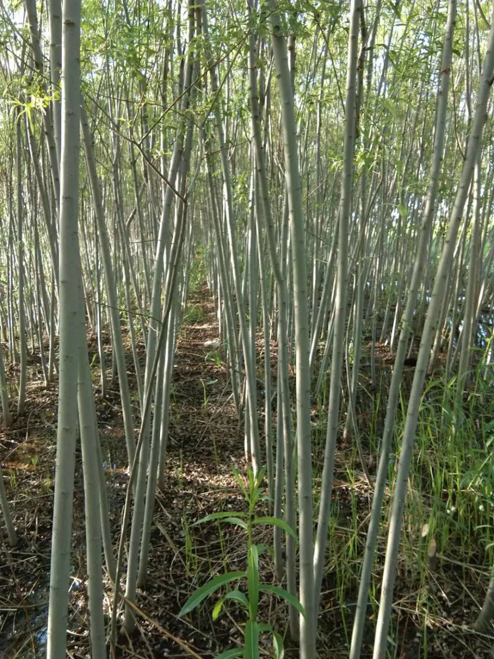 基地供应彩叶杞柳 盆栽观赏园林绿化造景工程苗 花坛花镜镶边品种