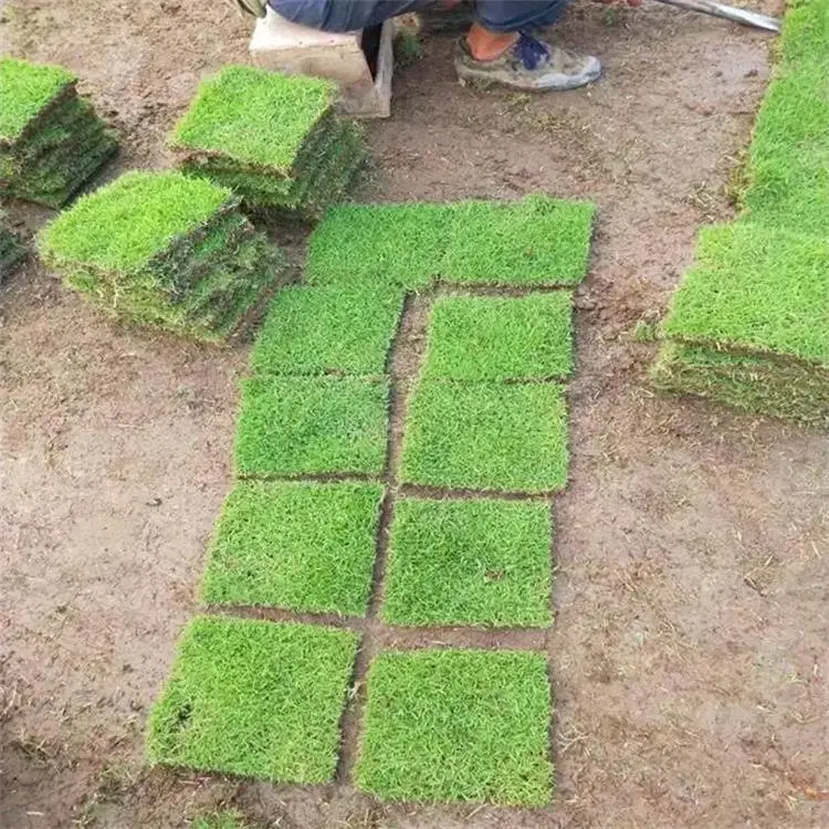 鄂州矮生百慕大草坪 公路绿化草坪 短时间成坪