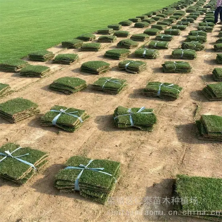 出售混播黑麦草 大型草坪基地 现挖草皮 护坡绿化 快速复绿