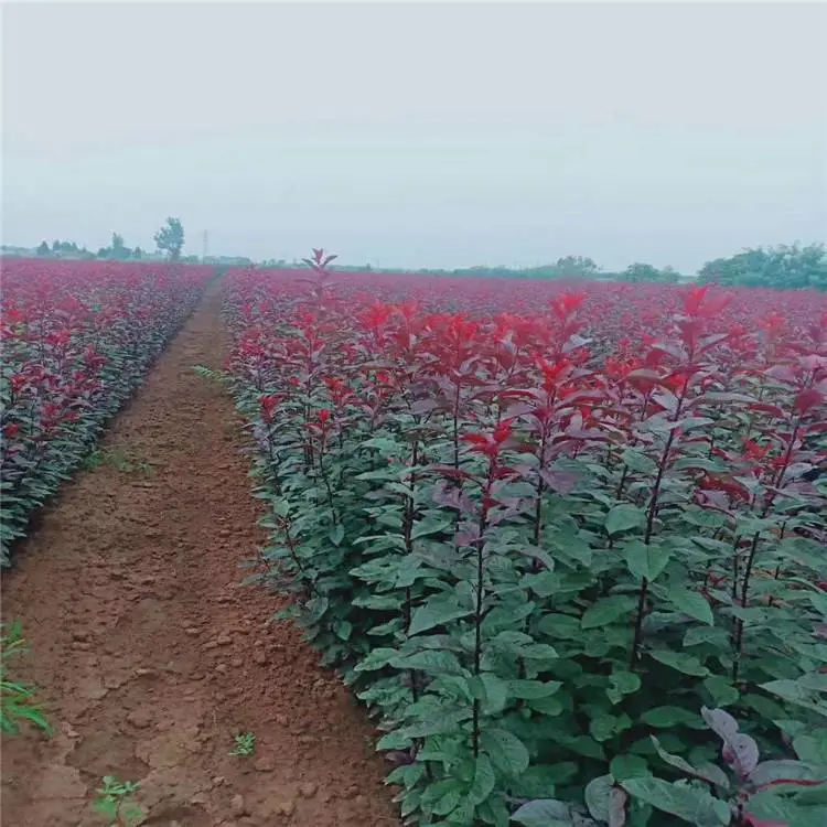 周至高三黄杨种植基地-院子绿篱小叶黄杨-周至高三黄杨树苗